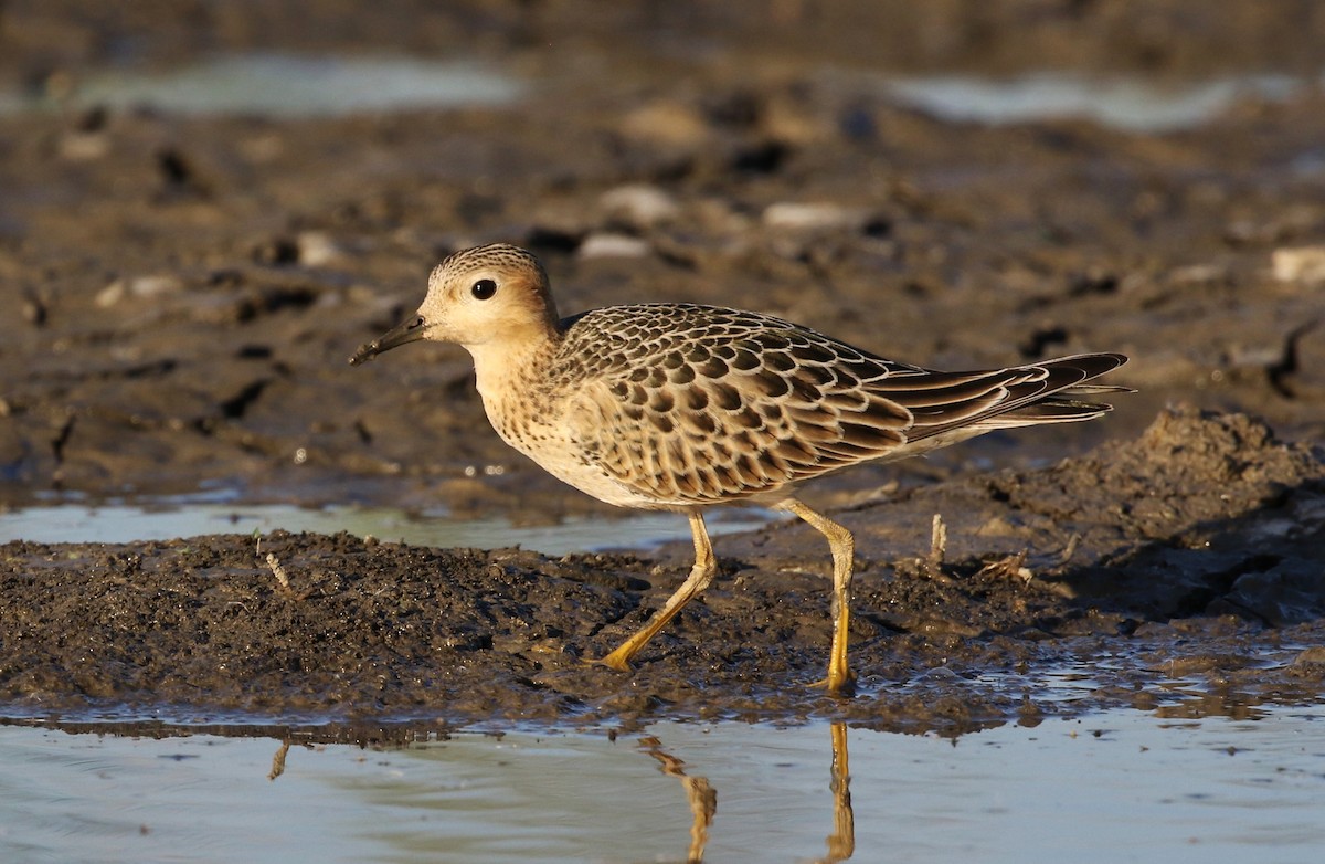 Buff-breasted Sandpiper - ML115431951