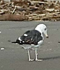 Gaviota (Larus) sp. - ML115432511