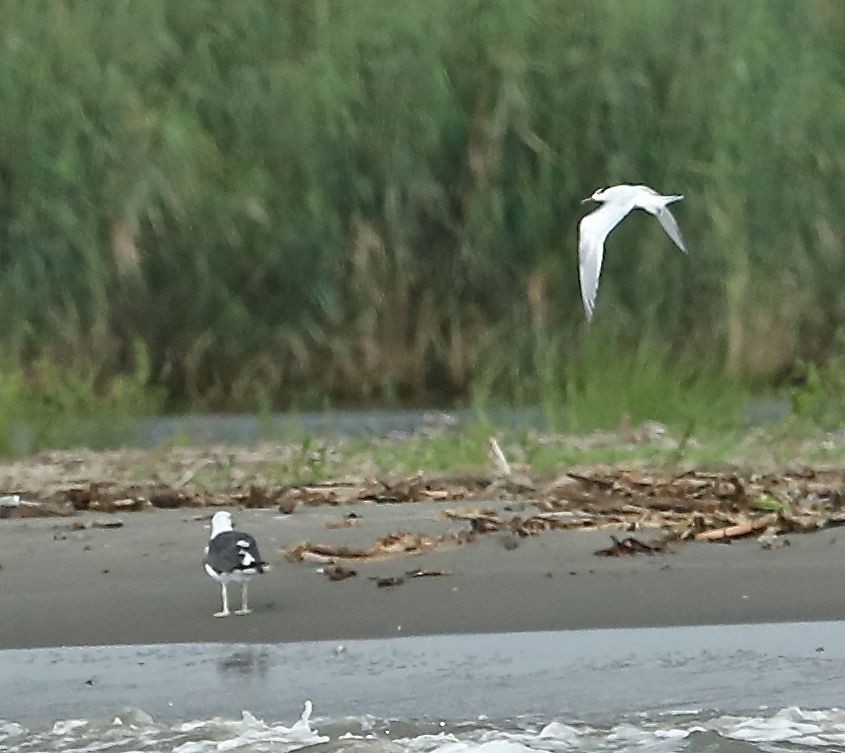 Larus sp. - Charles Lyon