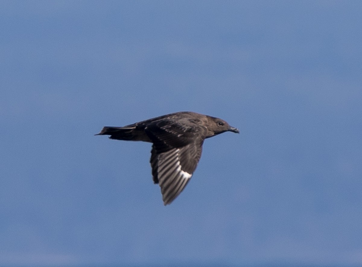 South Polar Skua - ML115433781