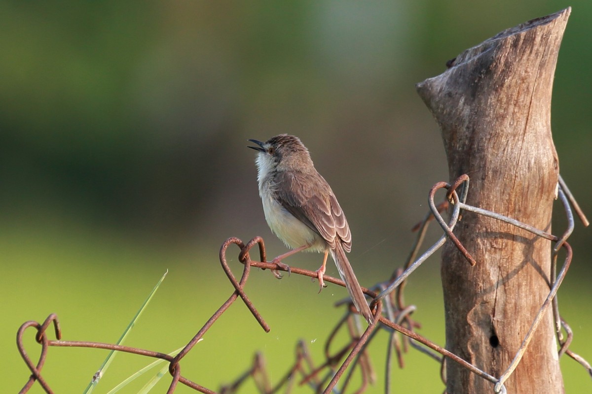 Plain Prinia - ML115434301