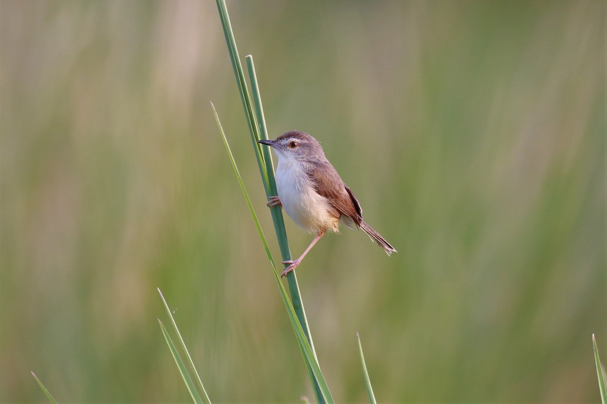 Plain Prinia - ML115434321