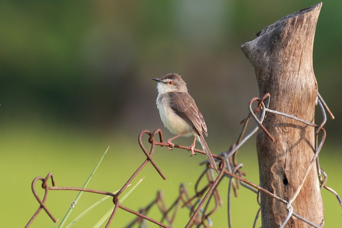 Plain Prinia - ML115434331