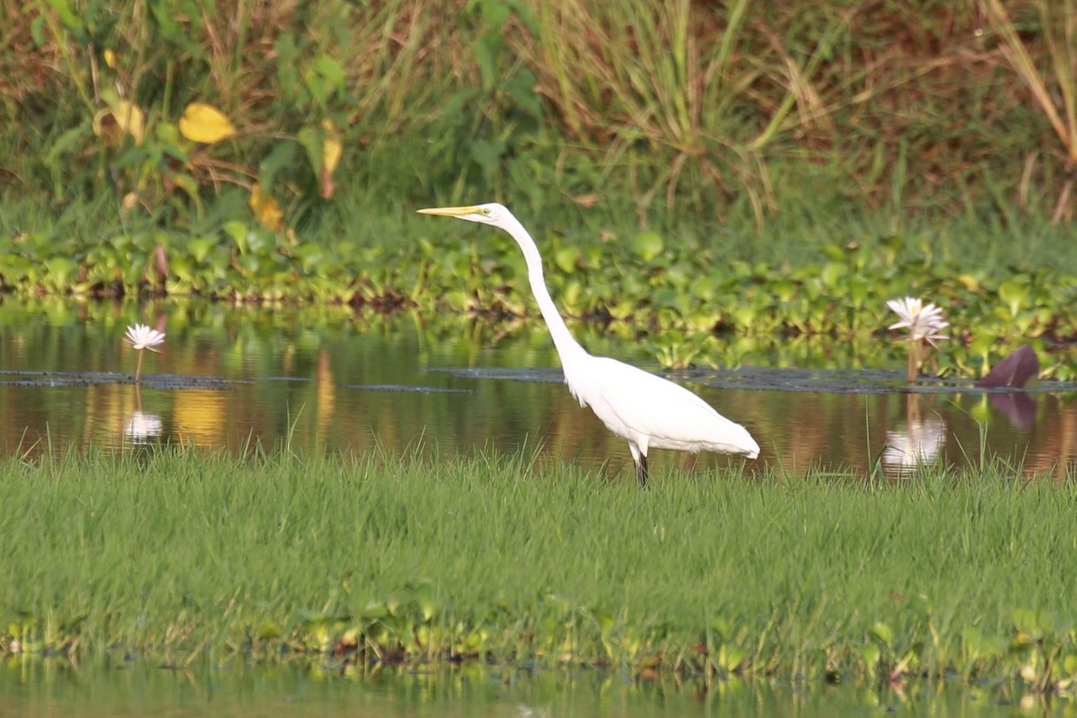 Great Egret - ML115434491