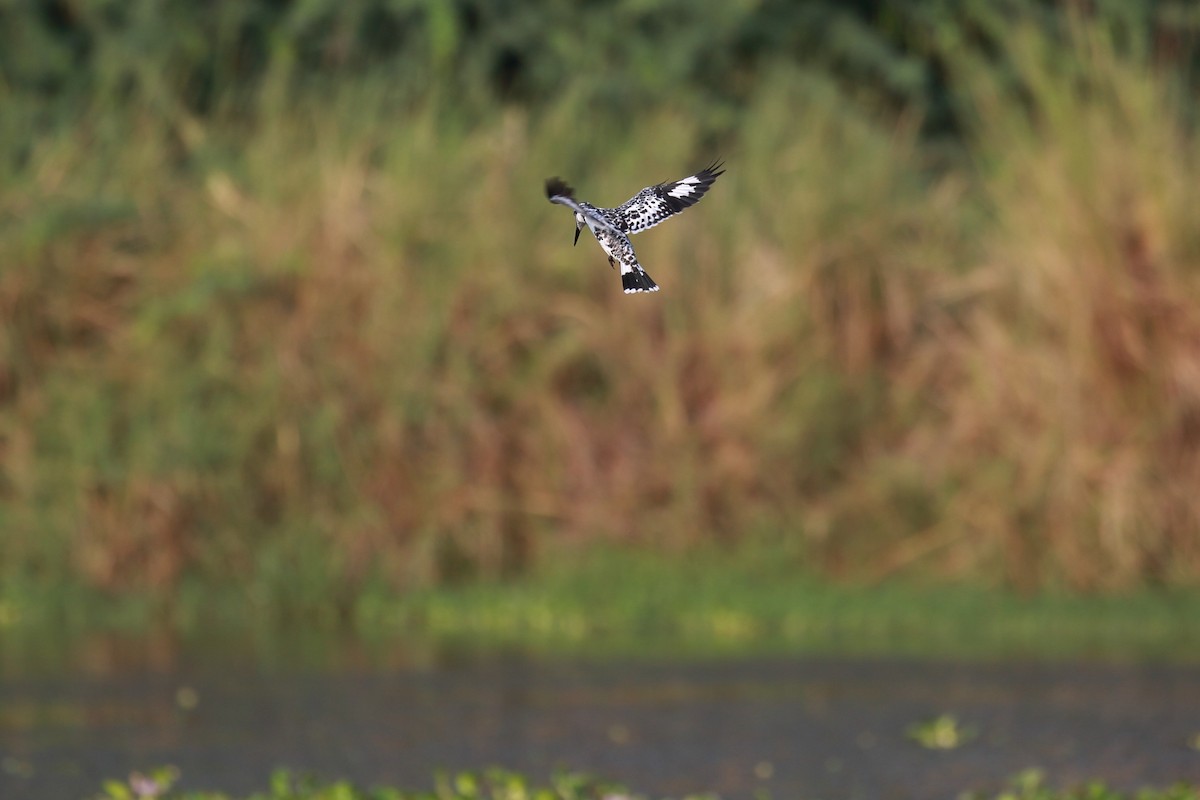 Pied Kingfisher - ML115434601