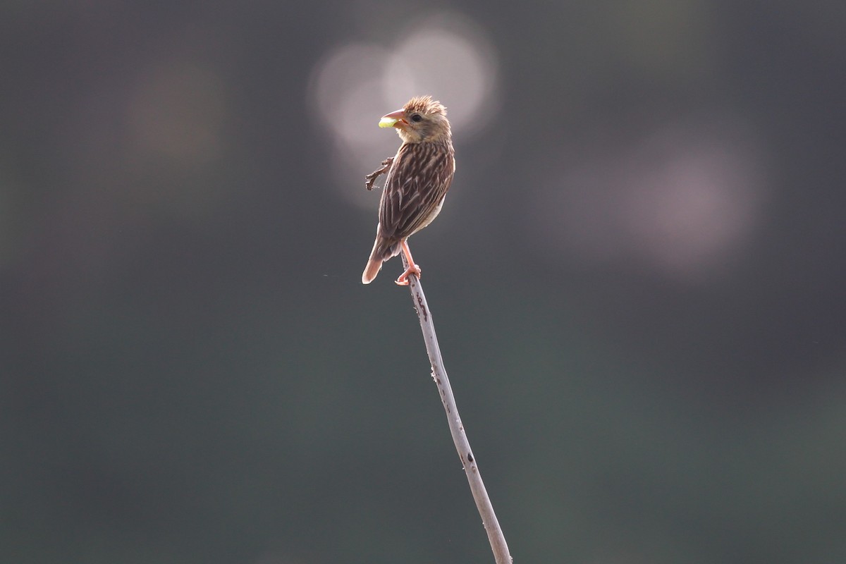 Baya Weaver - ML115434741