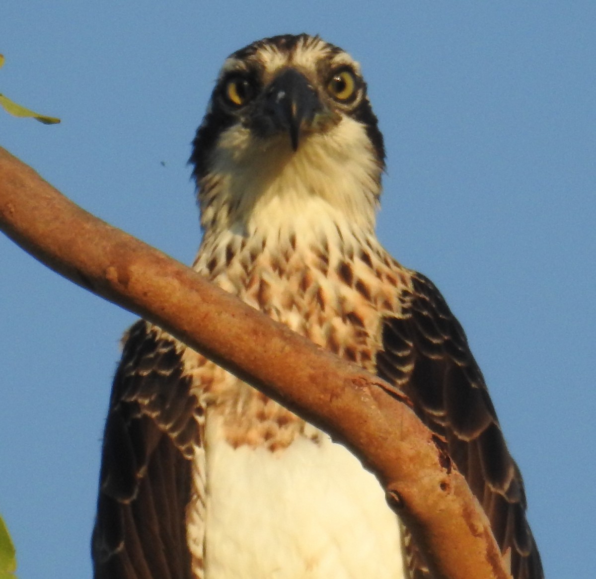 Osprey - Colin Trainor