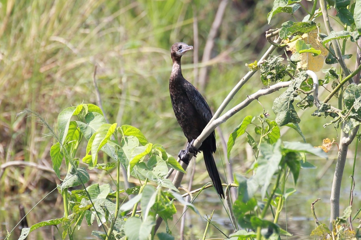 Little Cormorant - Surendhar Boobalan