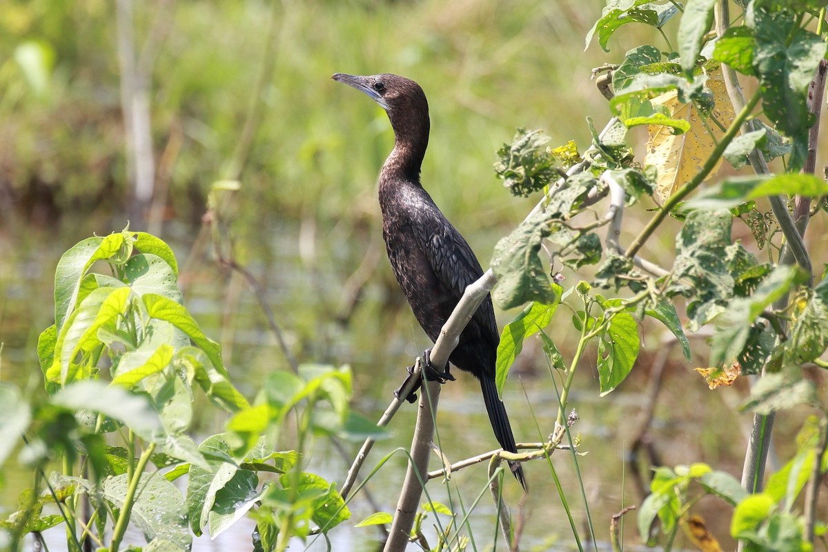 Little Cormorant - Surendhar Boobalan