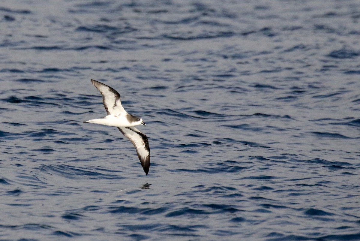 Galapagos Petrel - Jonah  Benningfield