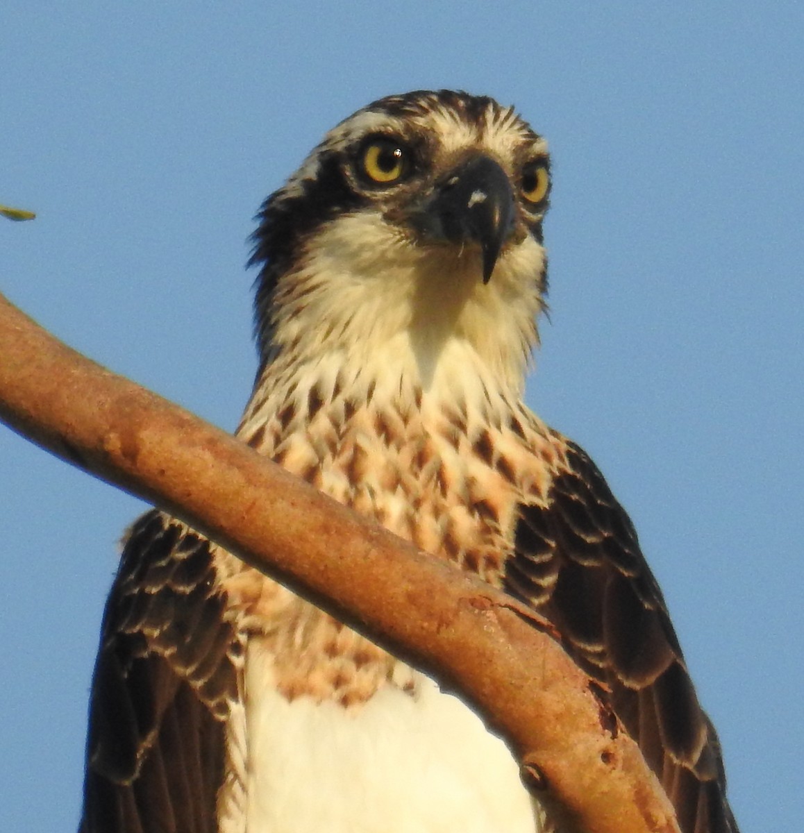 Osprey - Colin Trainor