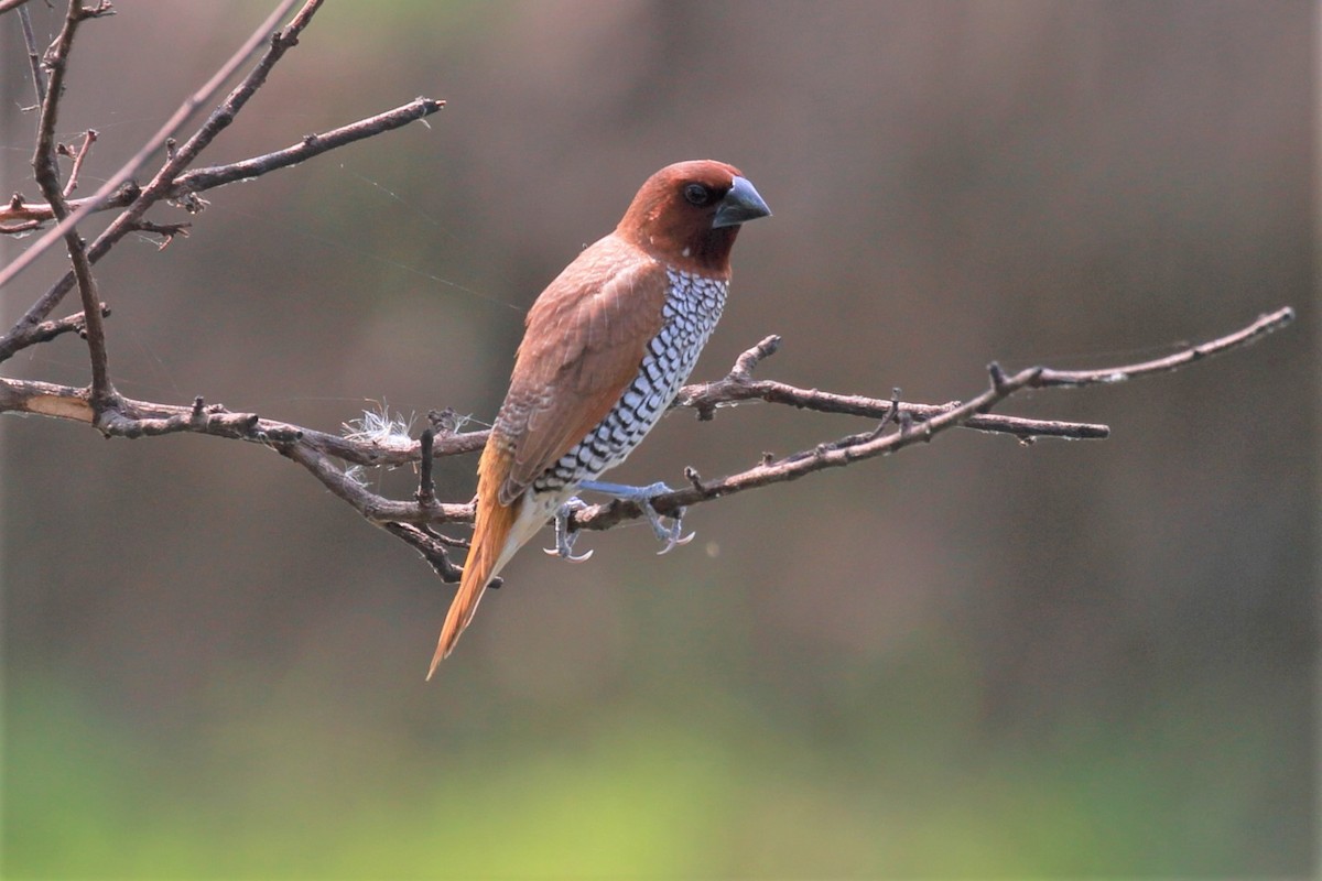 Scaly-breasted Munia - ML115435421