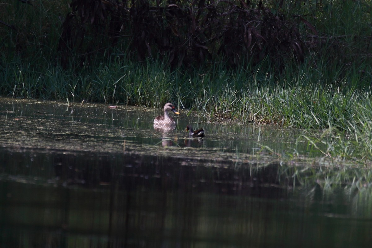 Indian Spot-billed Duck - ML115435851