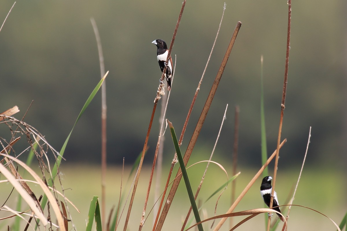 Tricolored Munia - ML115435891