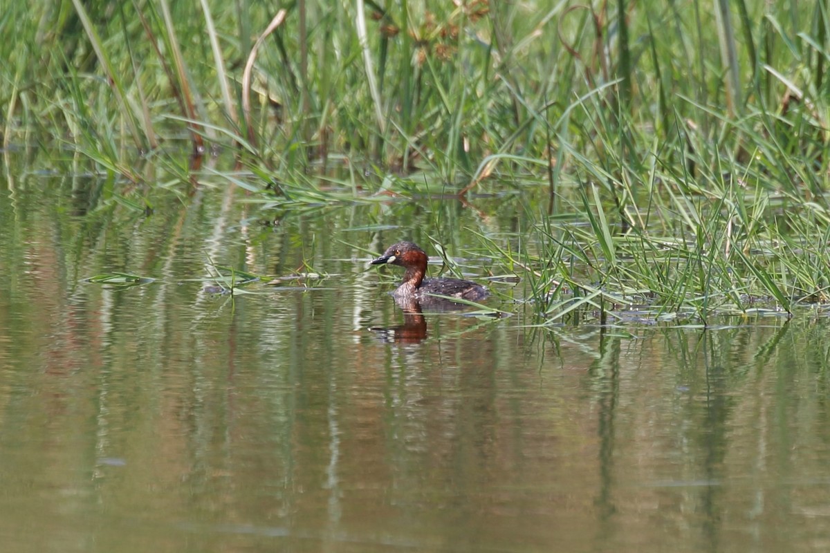 Little Grebe - Surendhar Boobalan