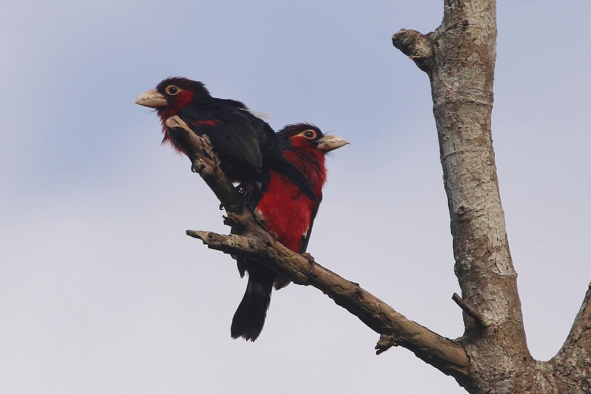 Double-toothed Barbet - ML115437551