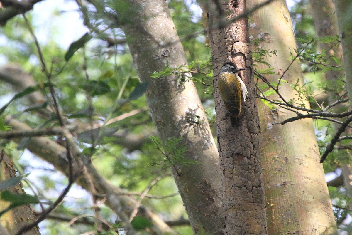 Speckle-breasted Woodpecker - Stephen Gast