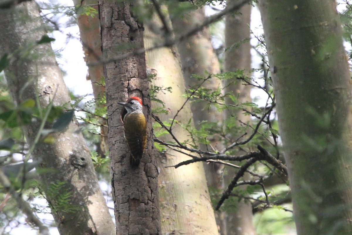 Speckle-breasted Woodpecker - Stephen Gast