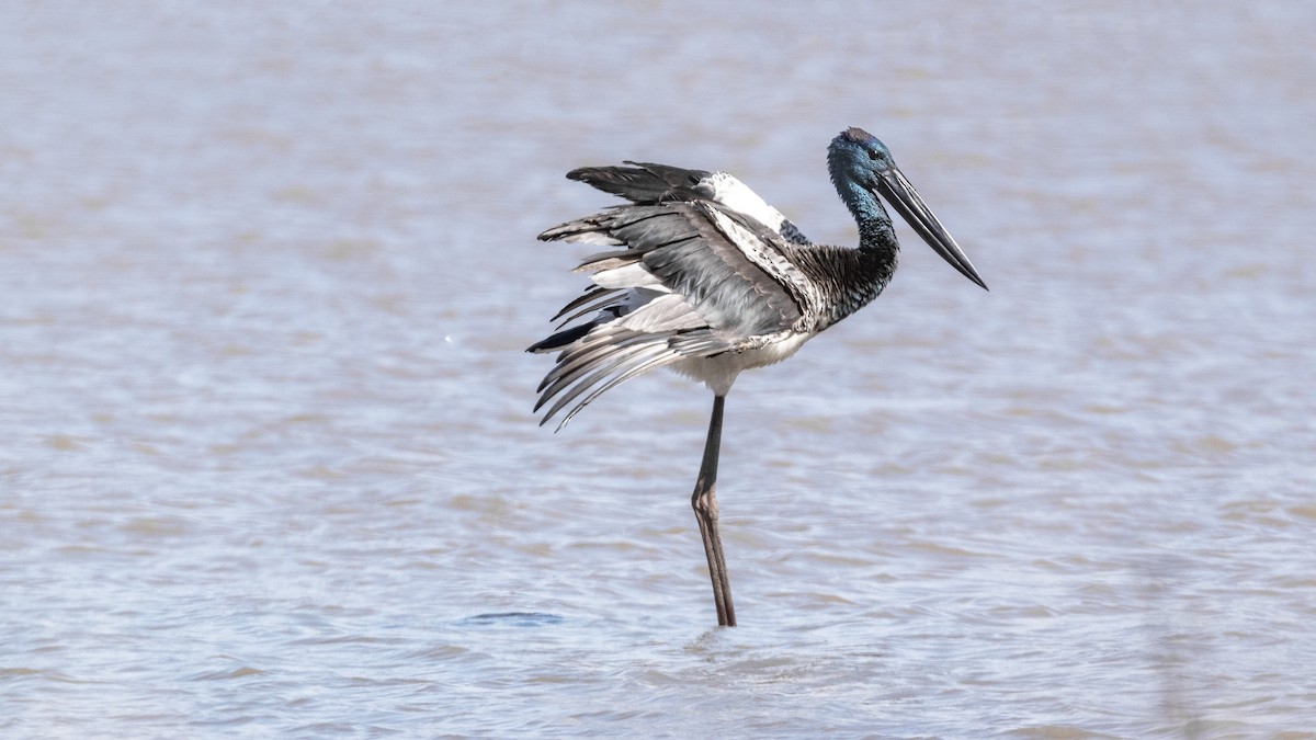 Black-necked Stork - ML115439431