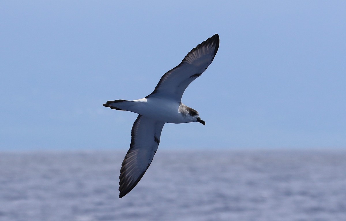 Juan Fernandez Petrel - ML115439441