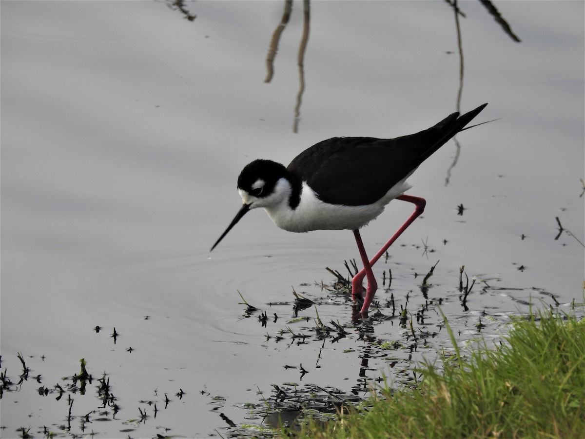 Black-necked Stilt - Ryan Irvine