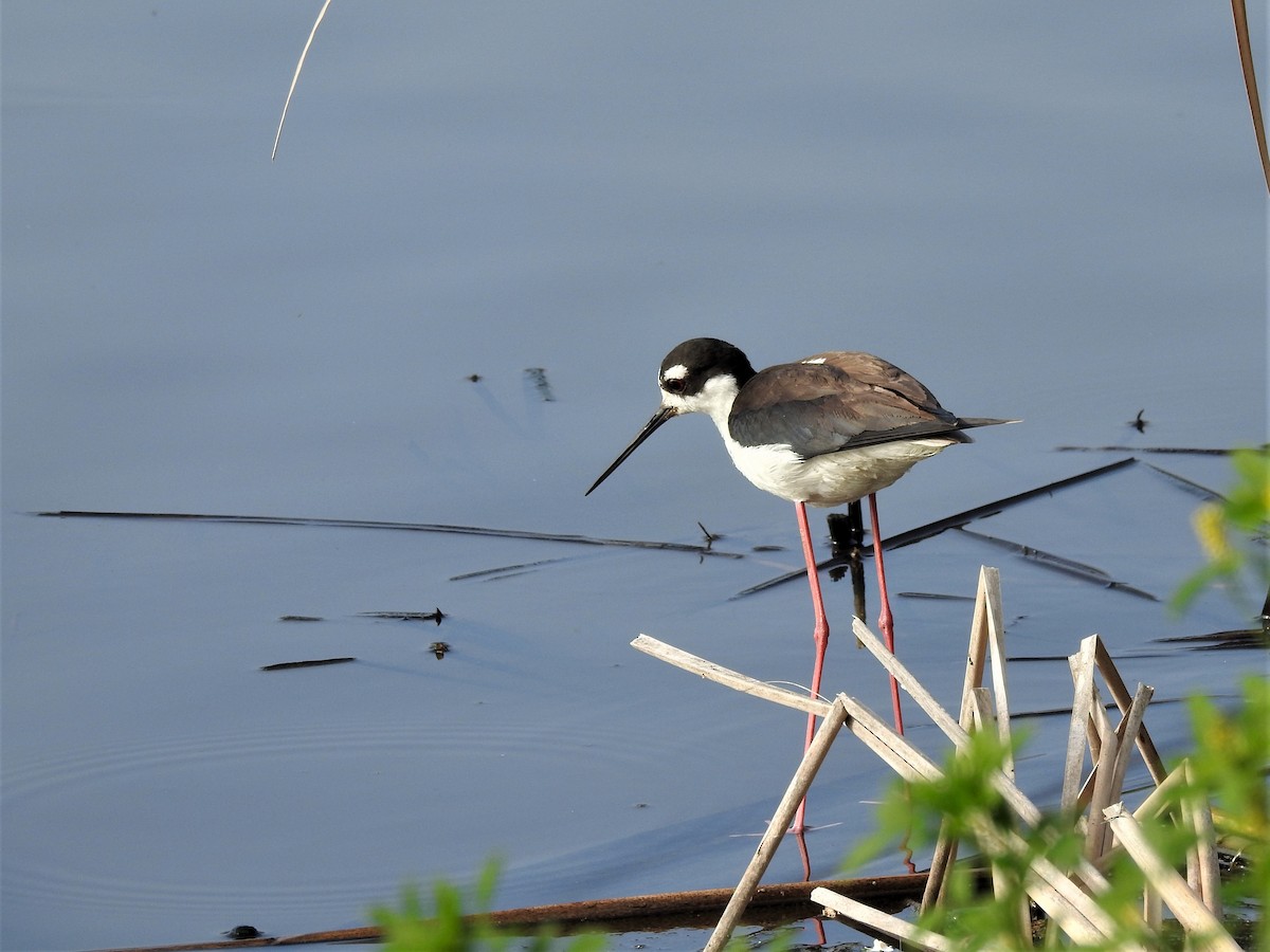 Black-necked Stilt - ML115440951