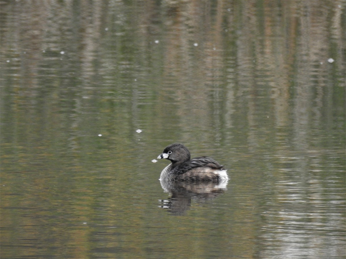 Pied-billed Grebe - ML115441961