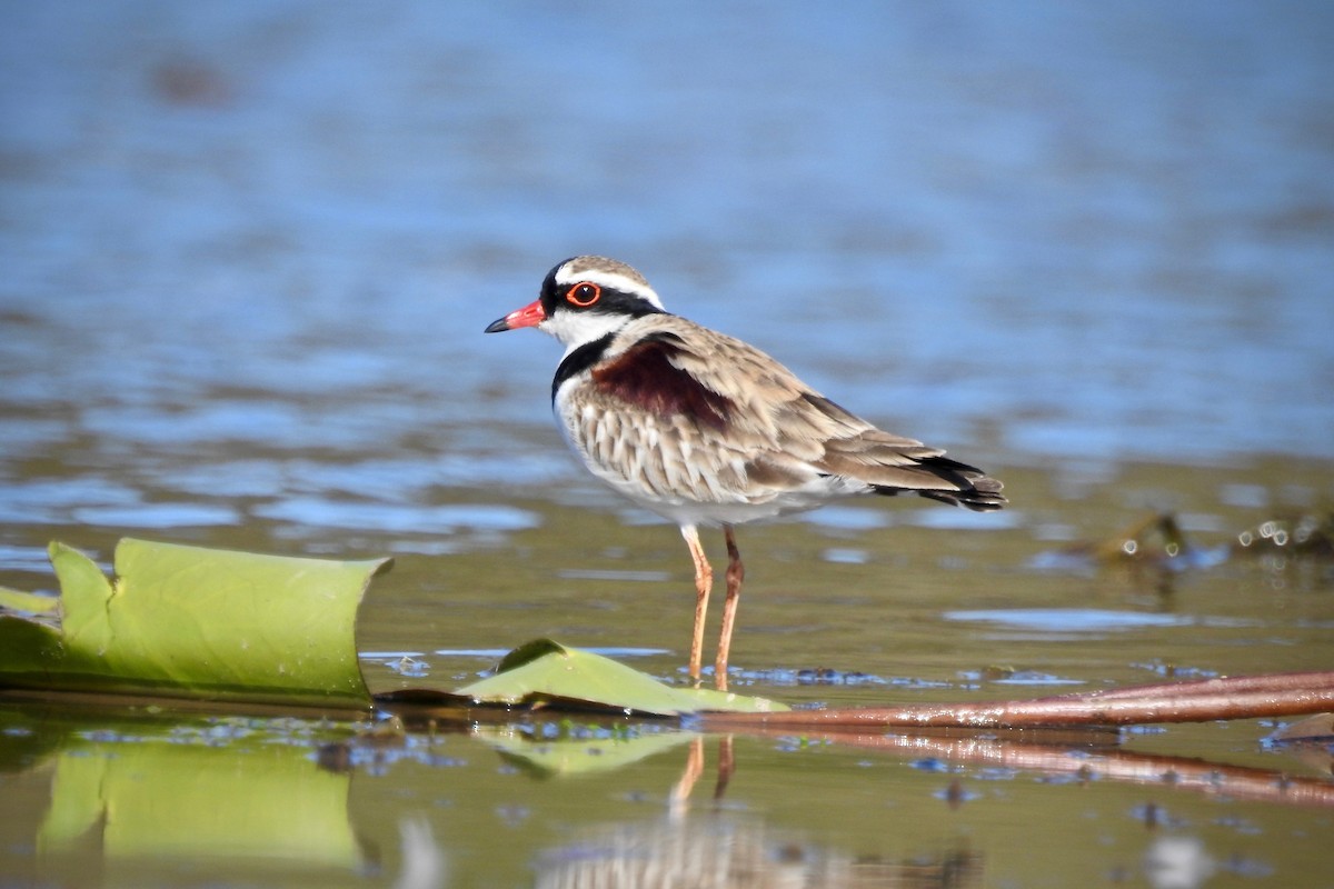 Black-fronted Dotterel - ML115441991