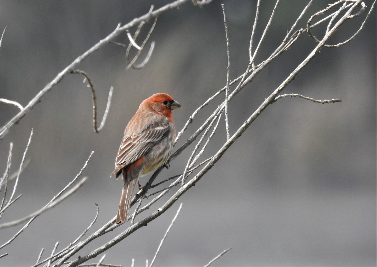 House Finch - ML115442081