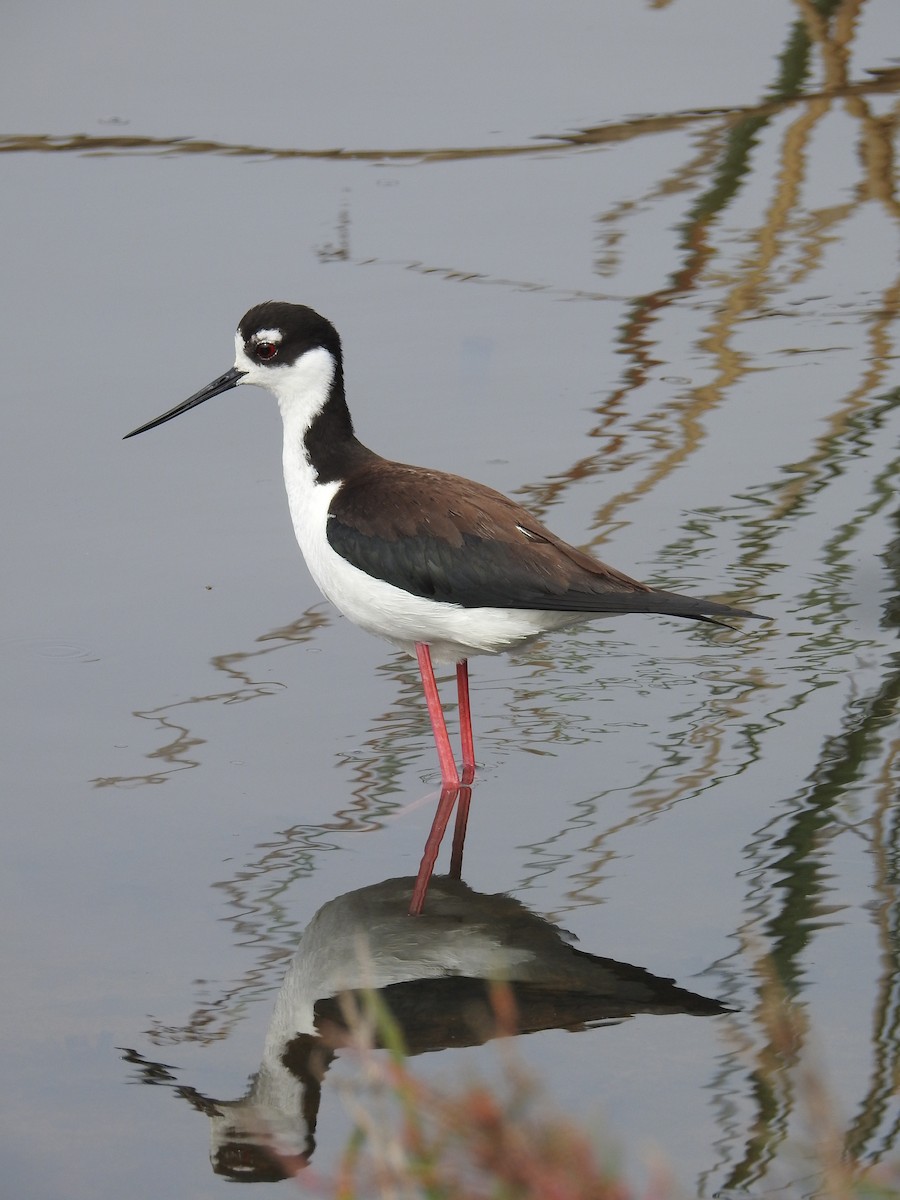 Black-necked Stilt - ML115442101