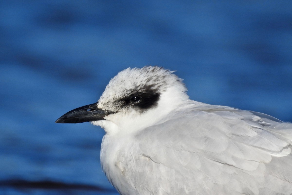 Australian Tern - ML115442171