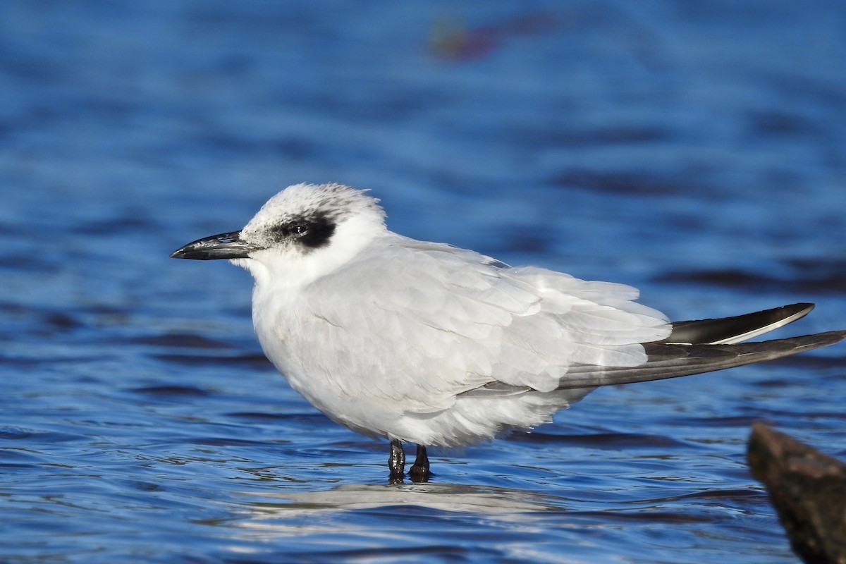 Australian Tern - ML115442191