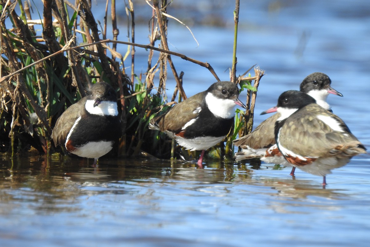 Red-kneed Dotterel - ML115442221