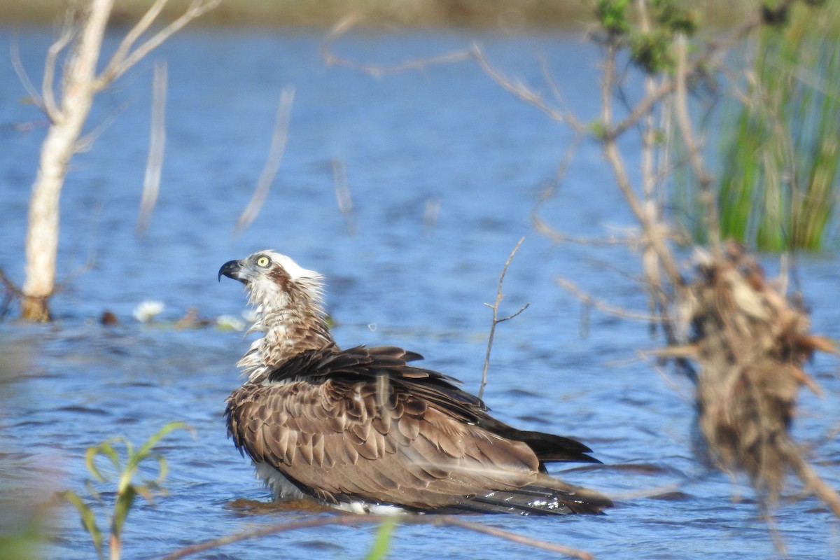 Osprey - ML115442291