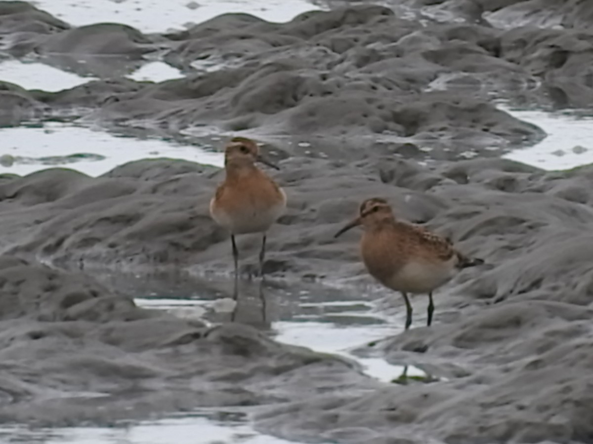 Sharp-tailed Sandpiper - ML115442301