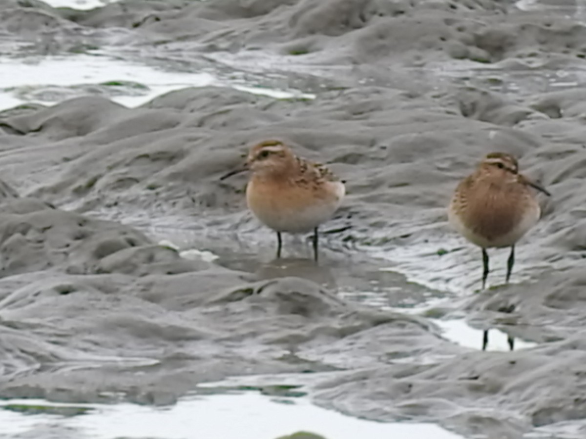 Sharp-tailed Sandpiper - ML115442321