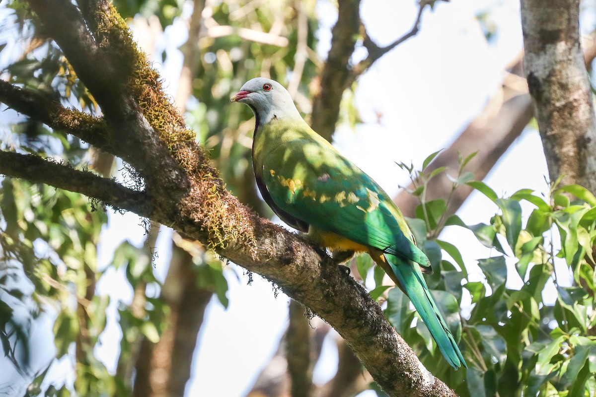 Wompoo Fruit-Dove - ML115442771