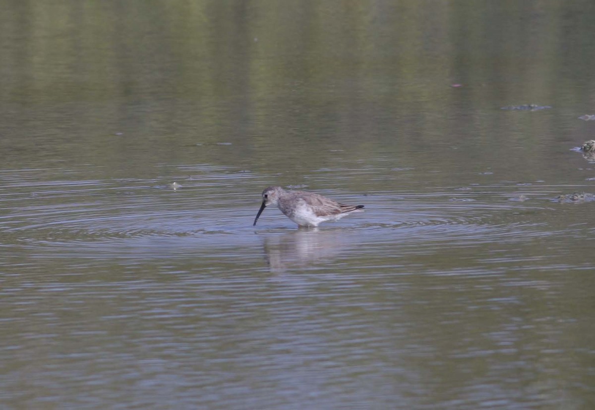 Bergstrandläufer - ML115442961