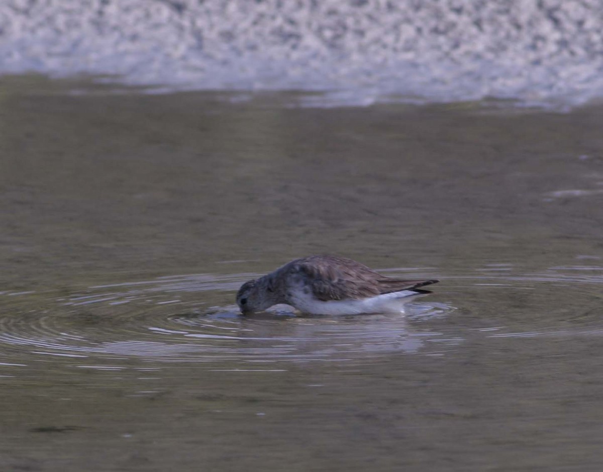 Western Sandpiper - ML115442981