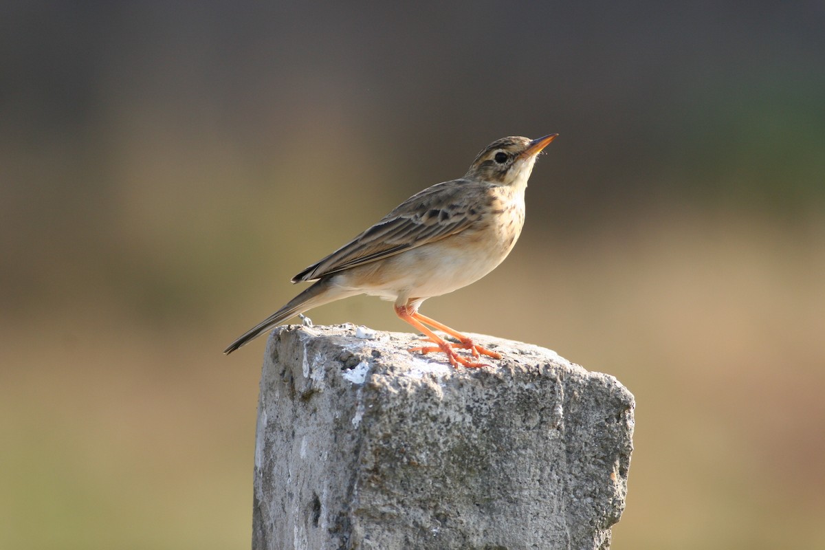 Richard's Pipit - ML115444031