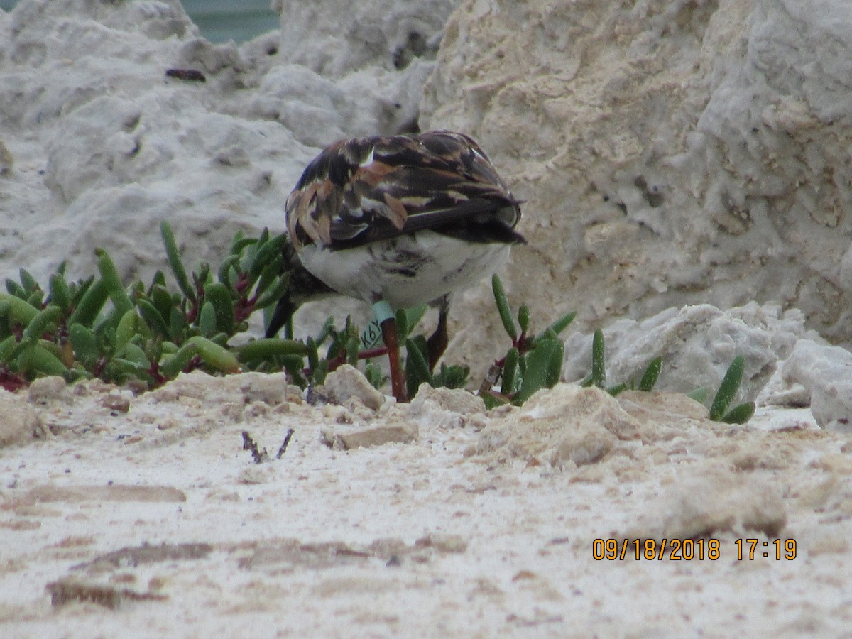 Ruddy Turnstone - ML115444411