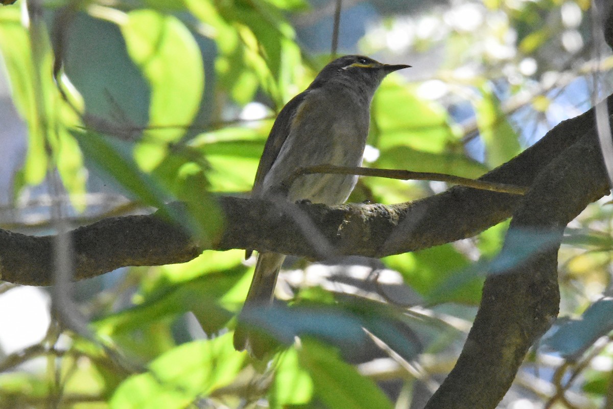 Yellow-faced Honeyeater - Geoffrey Groom