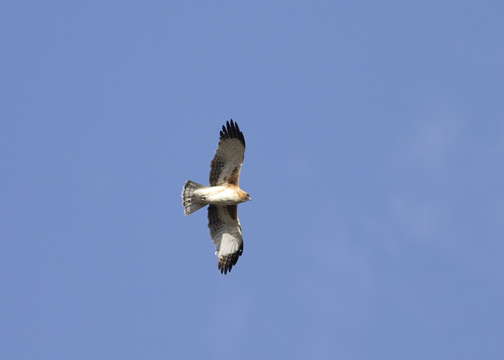 Águila Chica - ML115445421