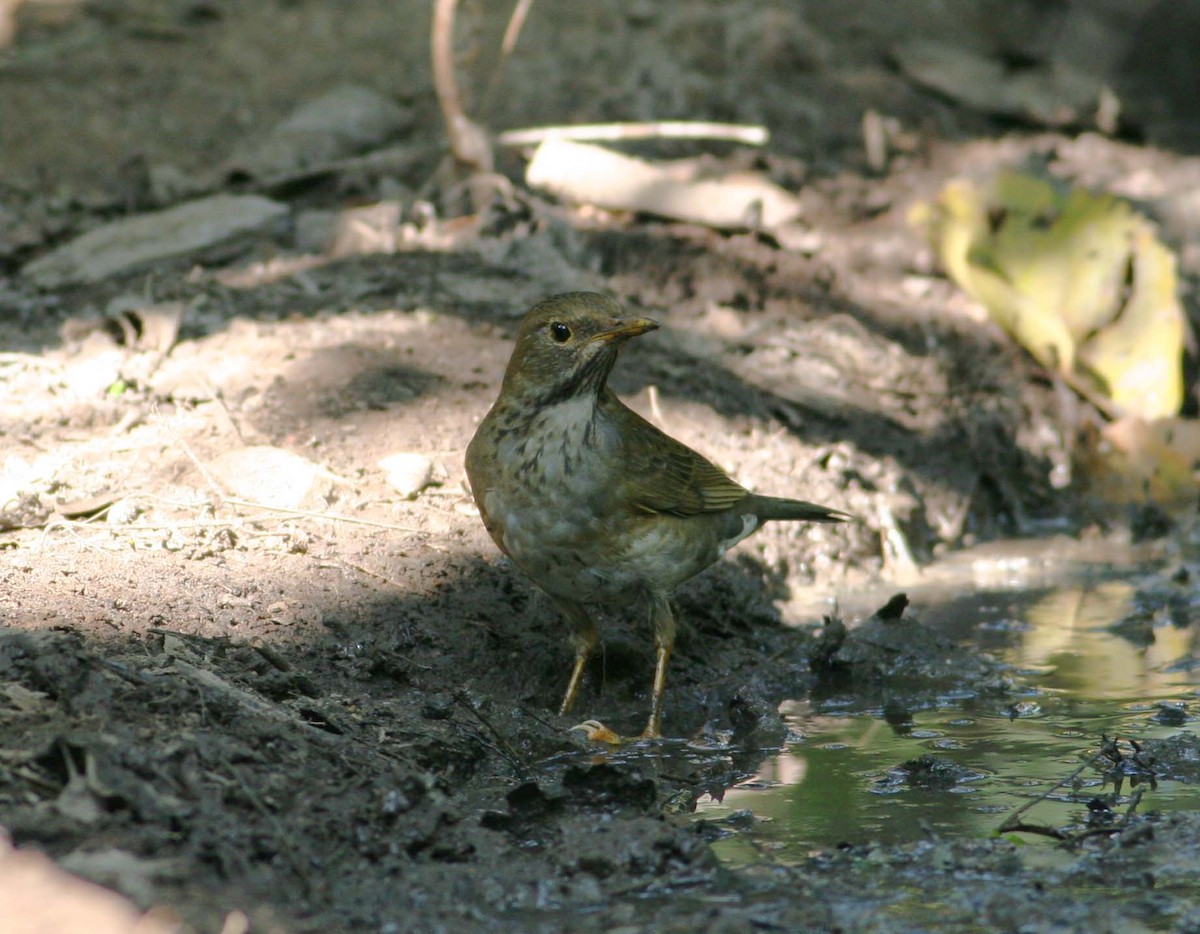 Tickell's Thrush - Anders Østerby