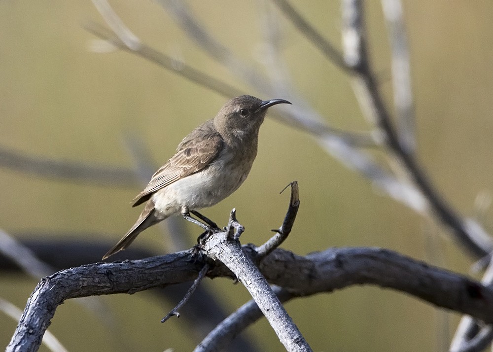 Black Honeyeater - ML115445911