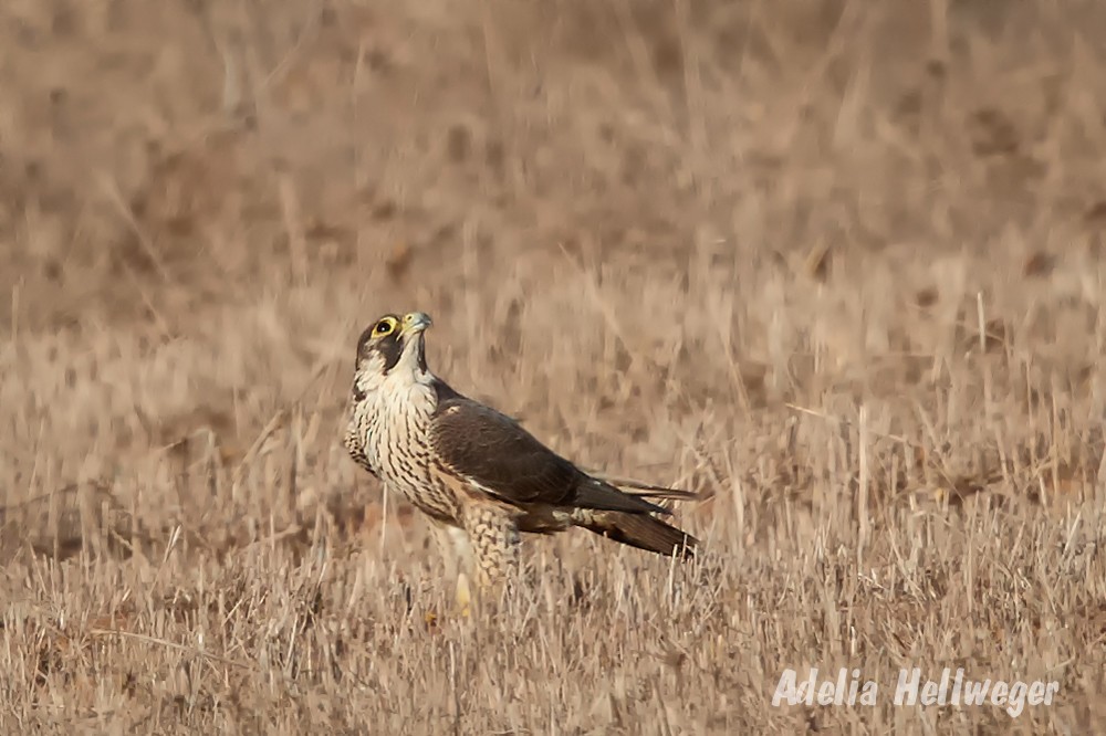 Peregrine Falcon - ML115448201