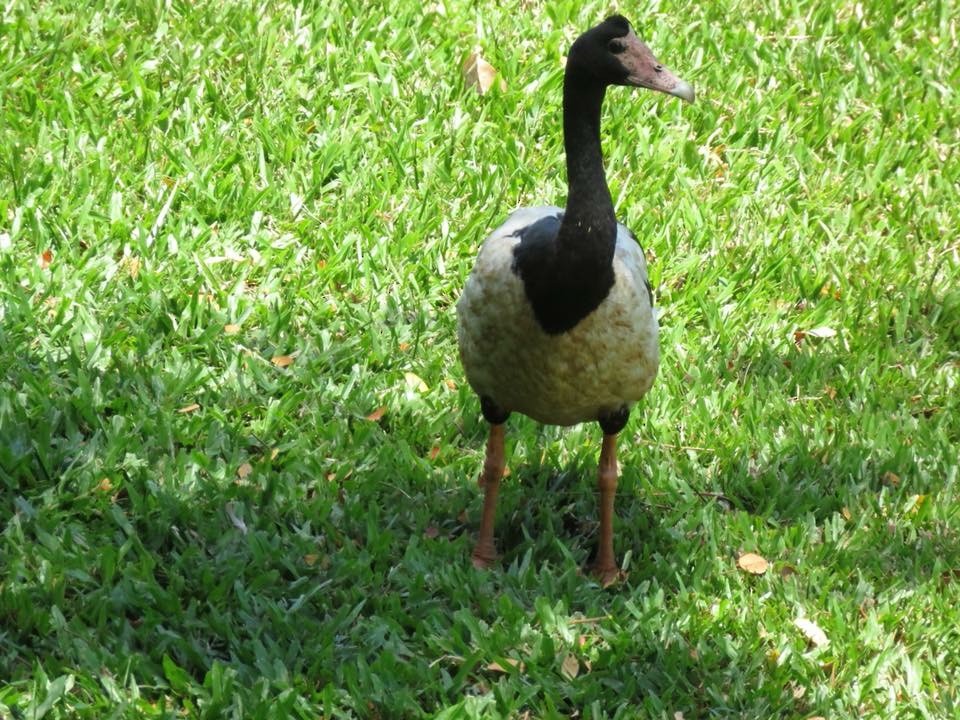 Magpie Goose - Lissa Ryan