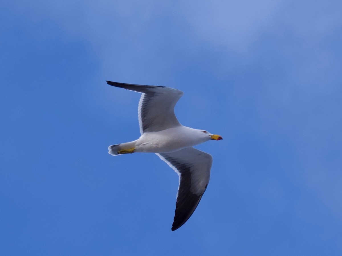 Pacific Gull - ML115450281