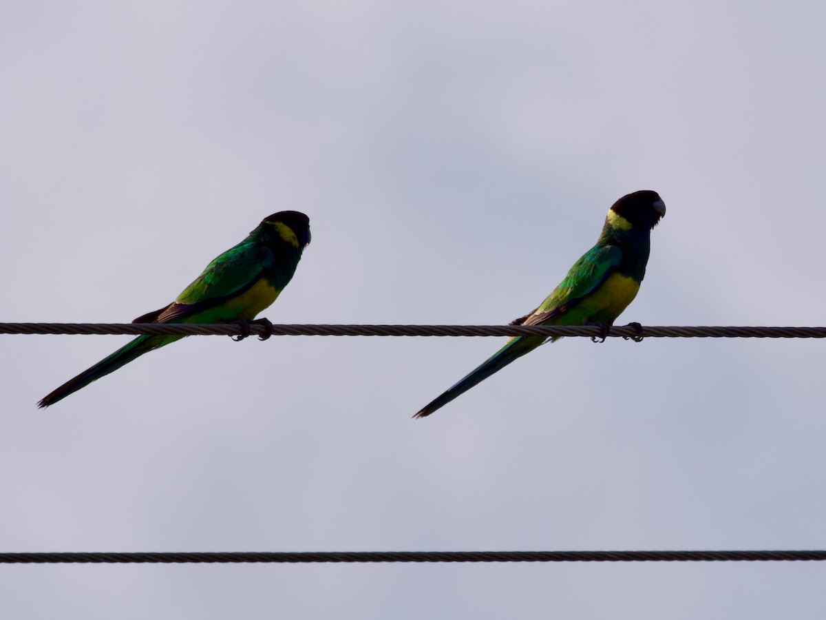 Australian Ringneck (Port Lincoln) - ML115450301