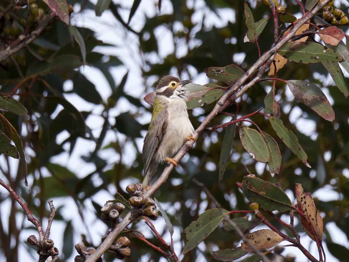 Brown-headed Honeyeater - ML115450311